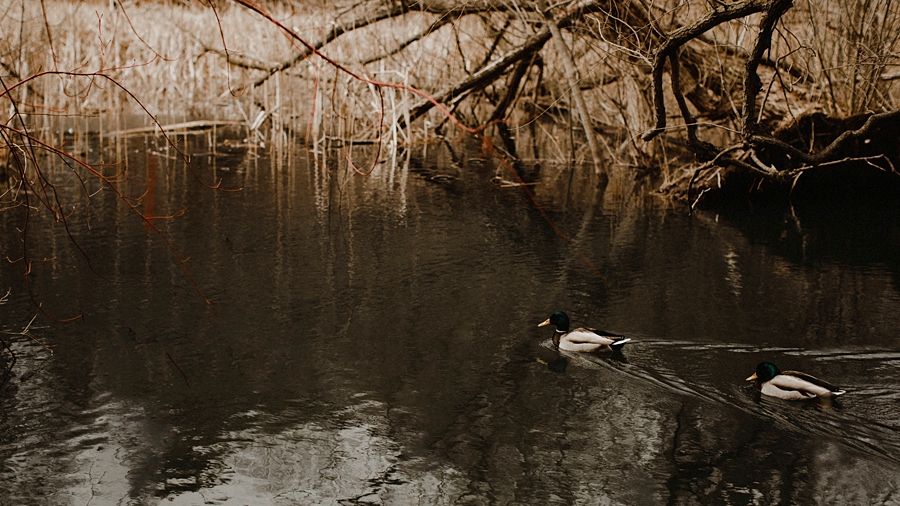 ducks swimming in spring