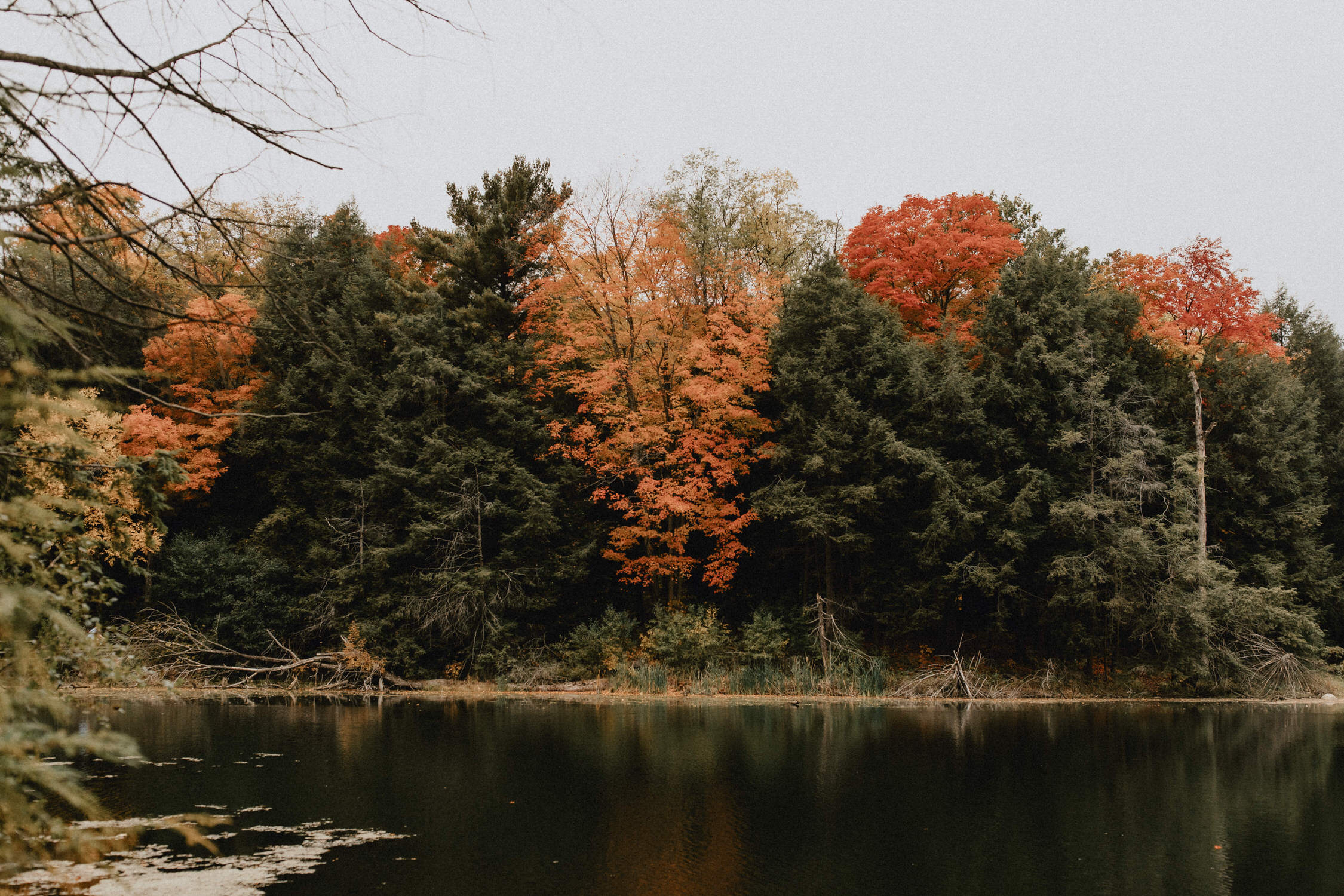 Huron Natural Area - Micro Wedding Kitchener, Ontario